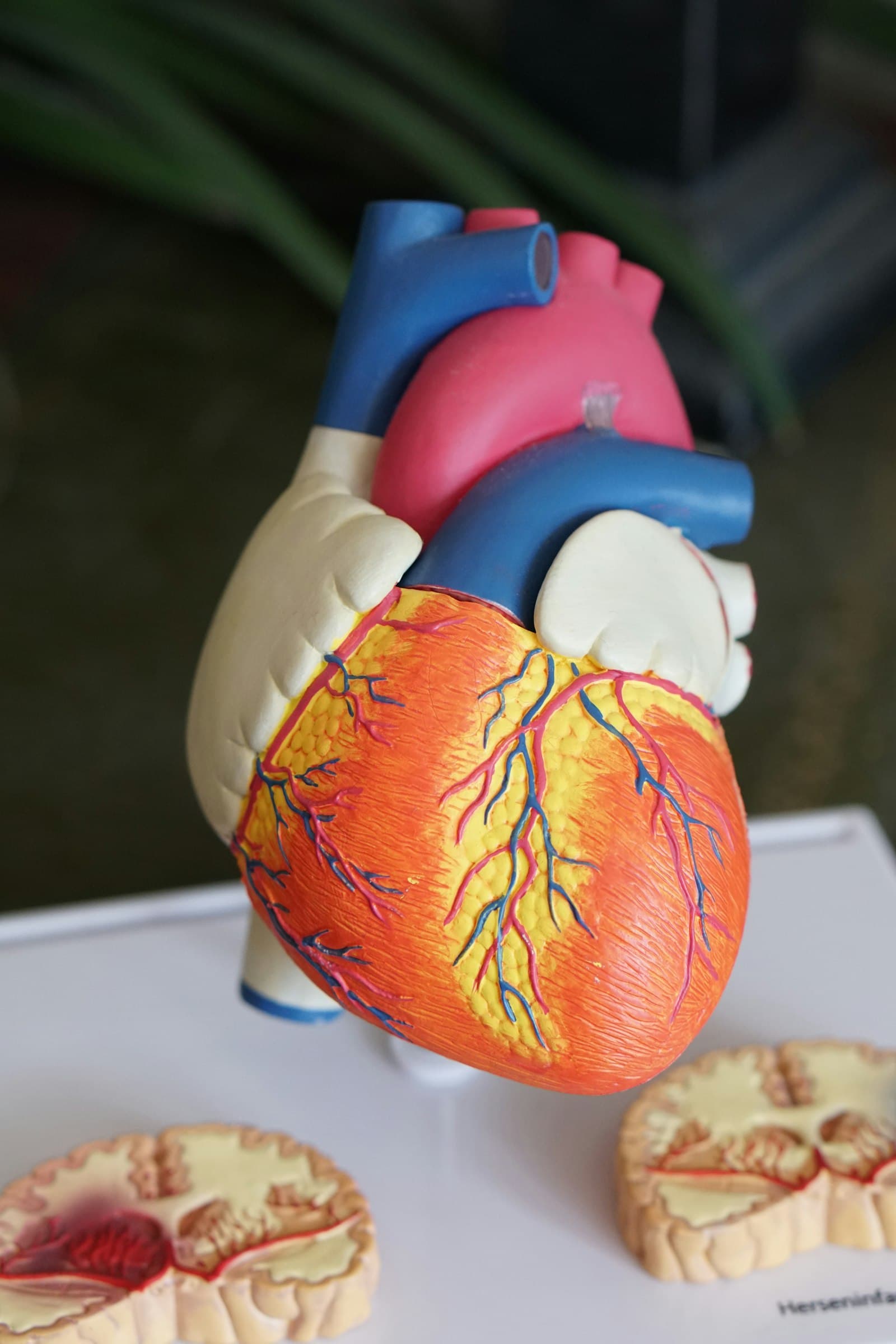 Health & Physiology