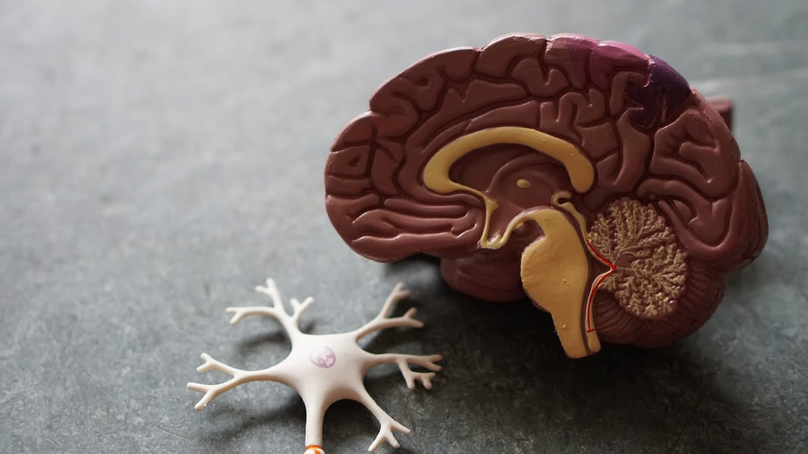 Neurobiology
