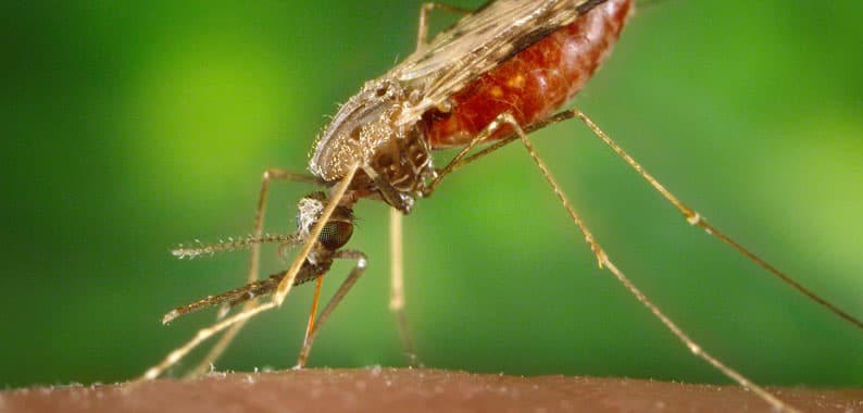 Driving down malaria