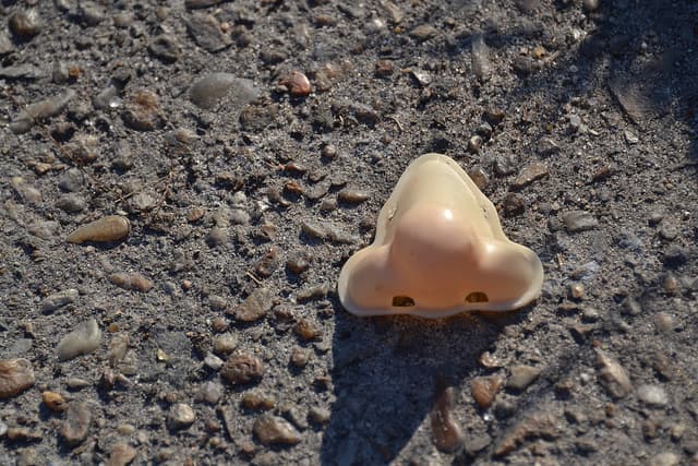 How environment shapes…your nose