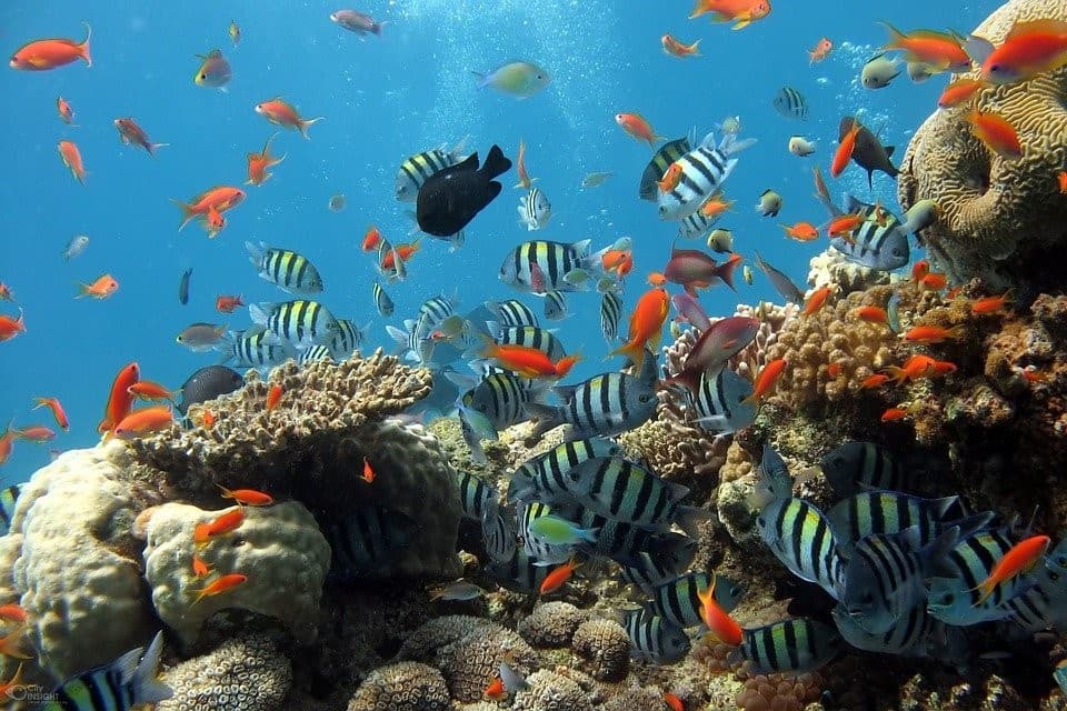 Making the coral reef ‘A-list’