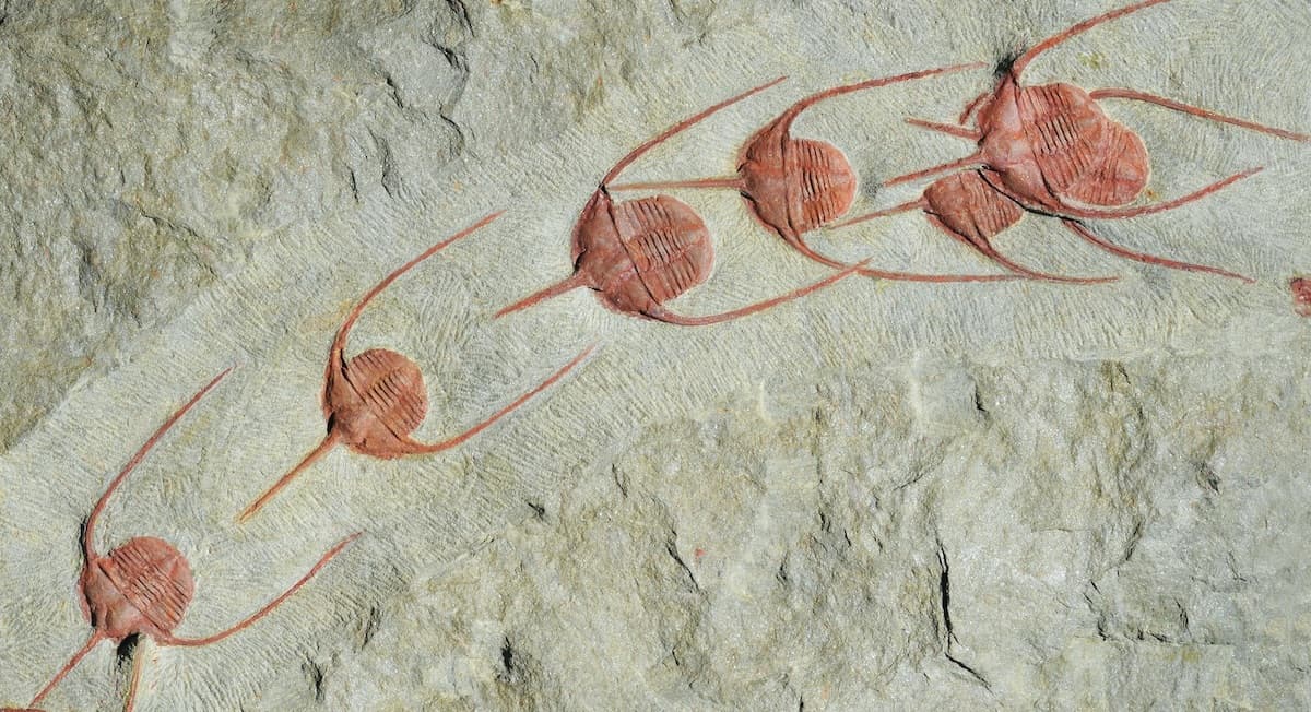 Processions in Palaeozoic seas