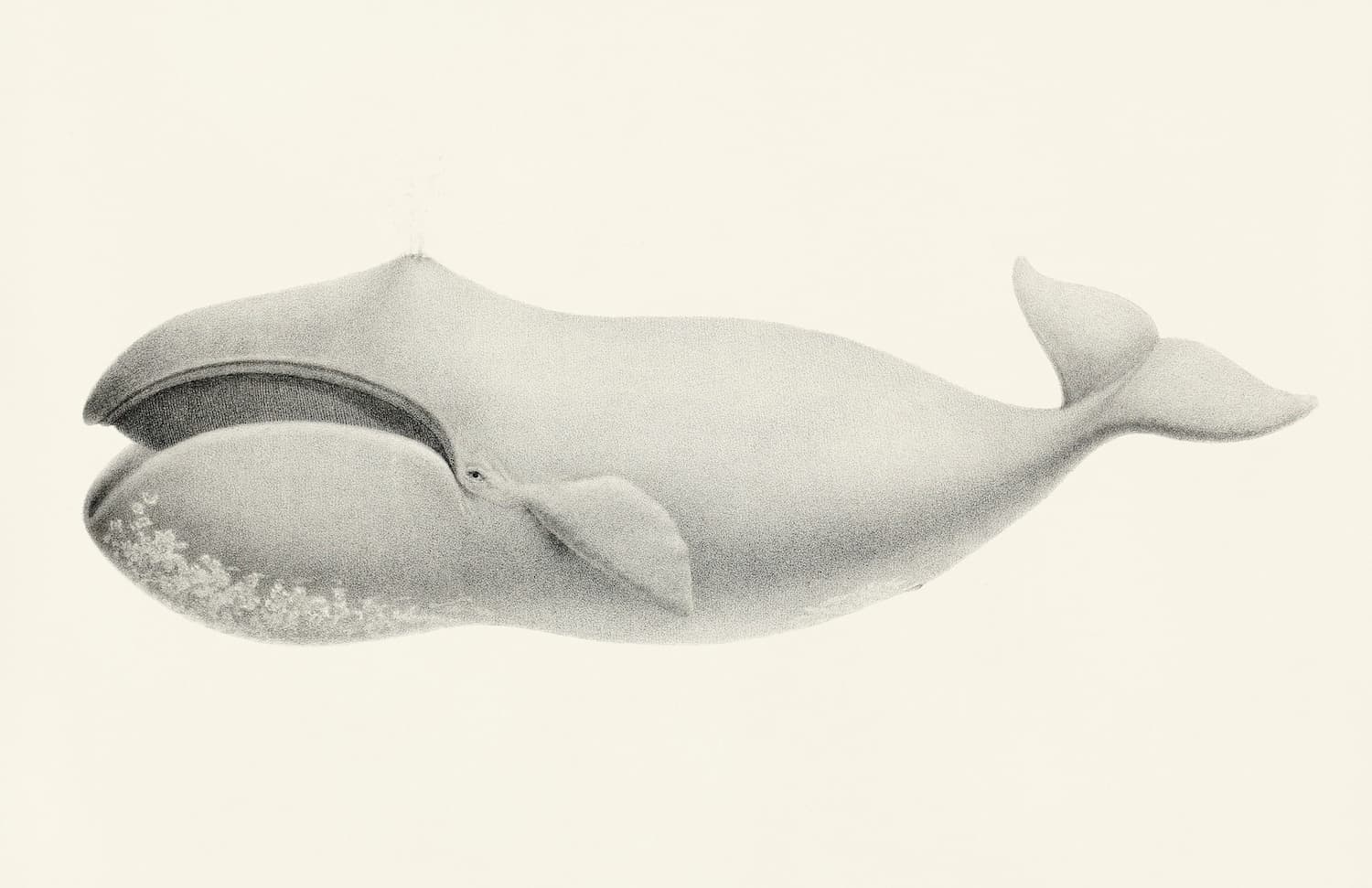 The Arctic’s singing whales
