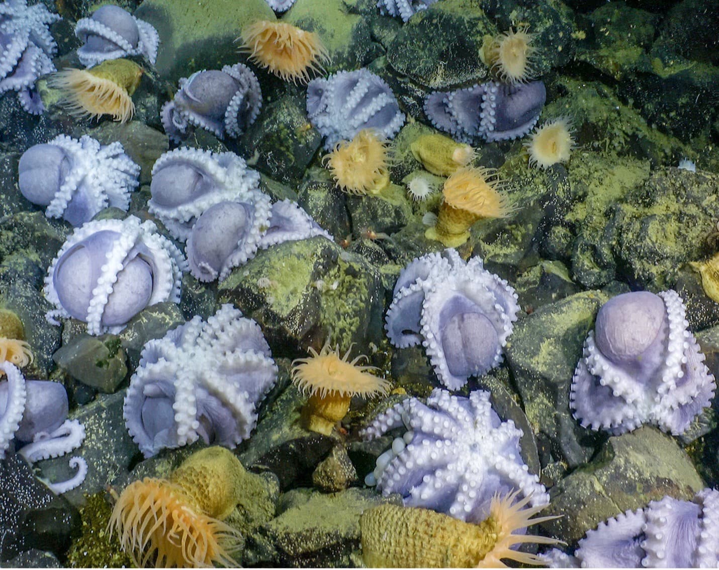 A deep-sea spa: the key to the pearl octopus’ success