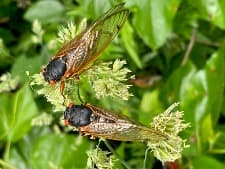 Cicada emergence alters forest food webs