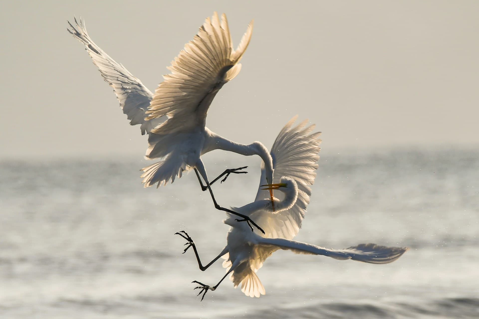 Feisty fish and birds with attitude: Why does evolution not lead to identical individuals?