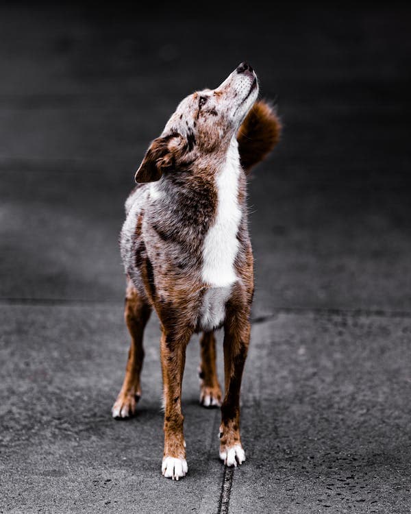 How mixed-breed dogs resolve the “horoscopes” surrounding dog breeds