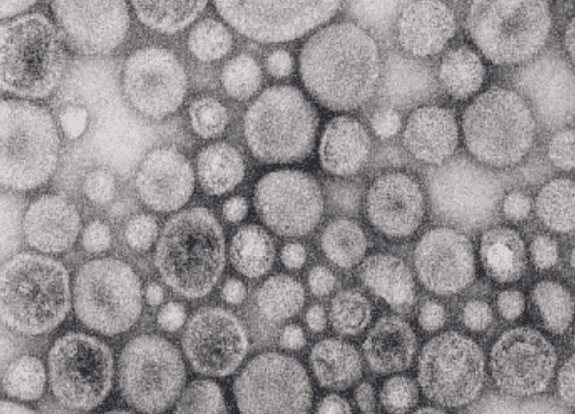 Gut microbiota drive anti-viral immunity