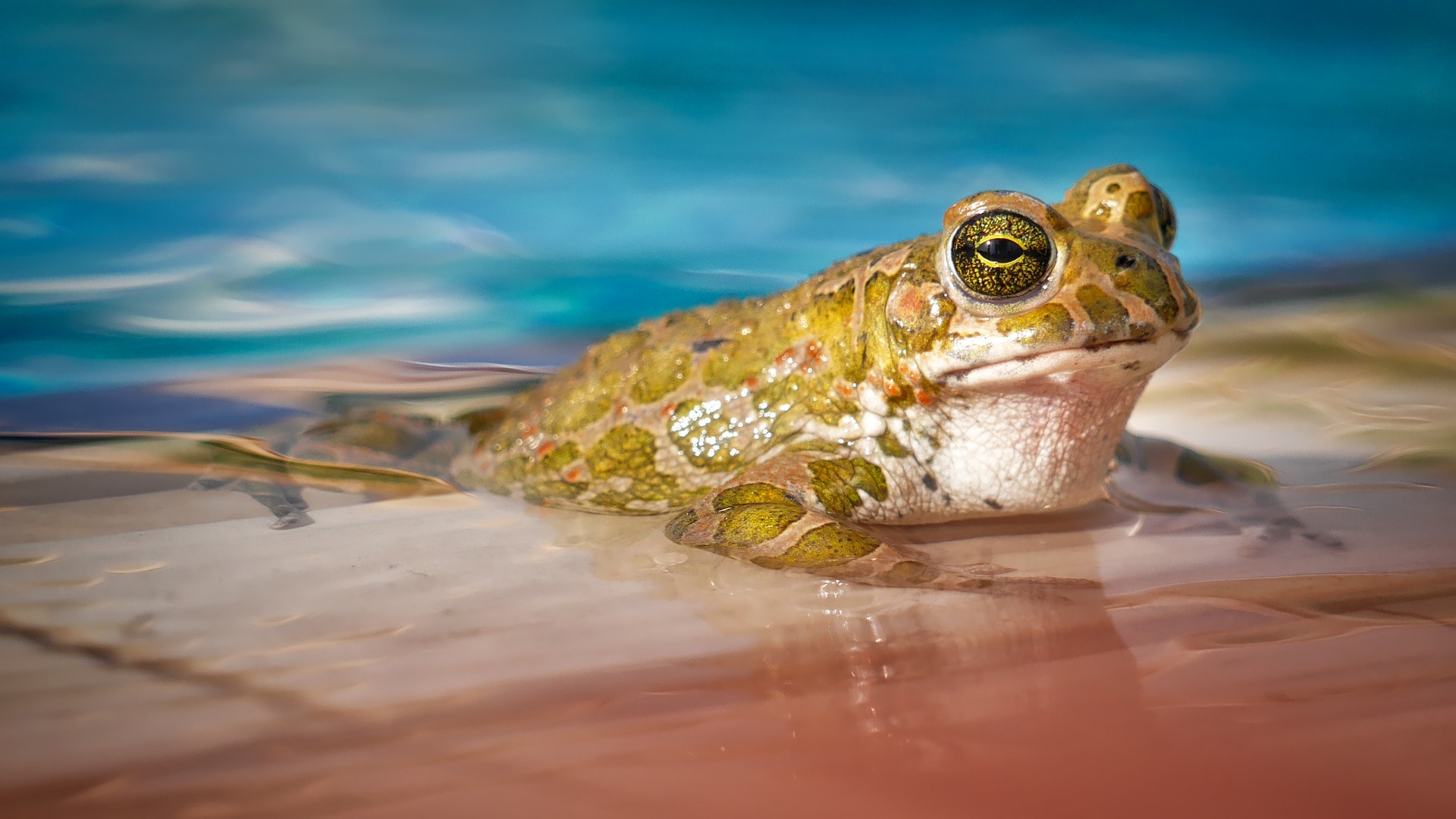 Scrambled frog eggs return to life