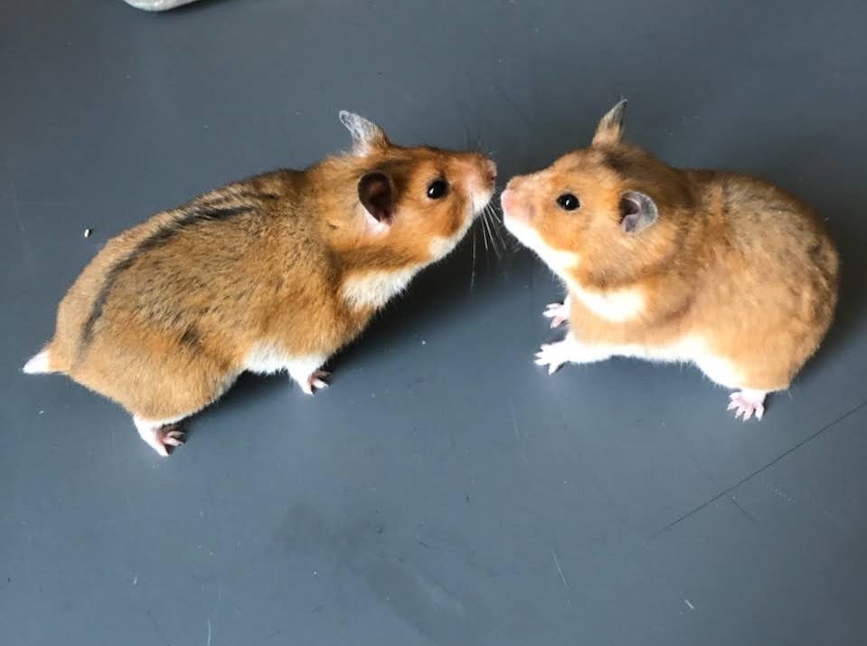 Surprising Behavior Changes in Genetically Modified Syrian Hamsters