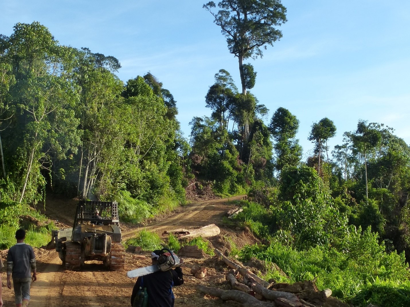 Life after logging: the tale of recovering tropical forests