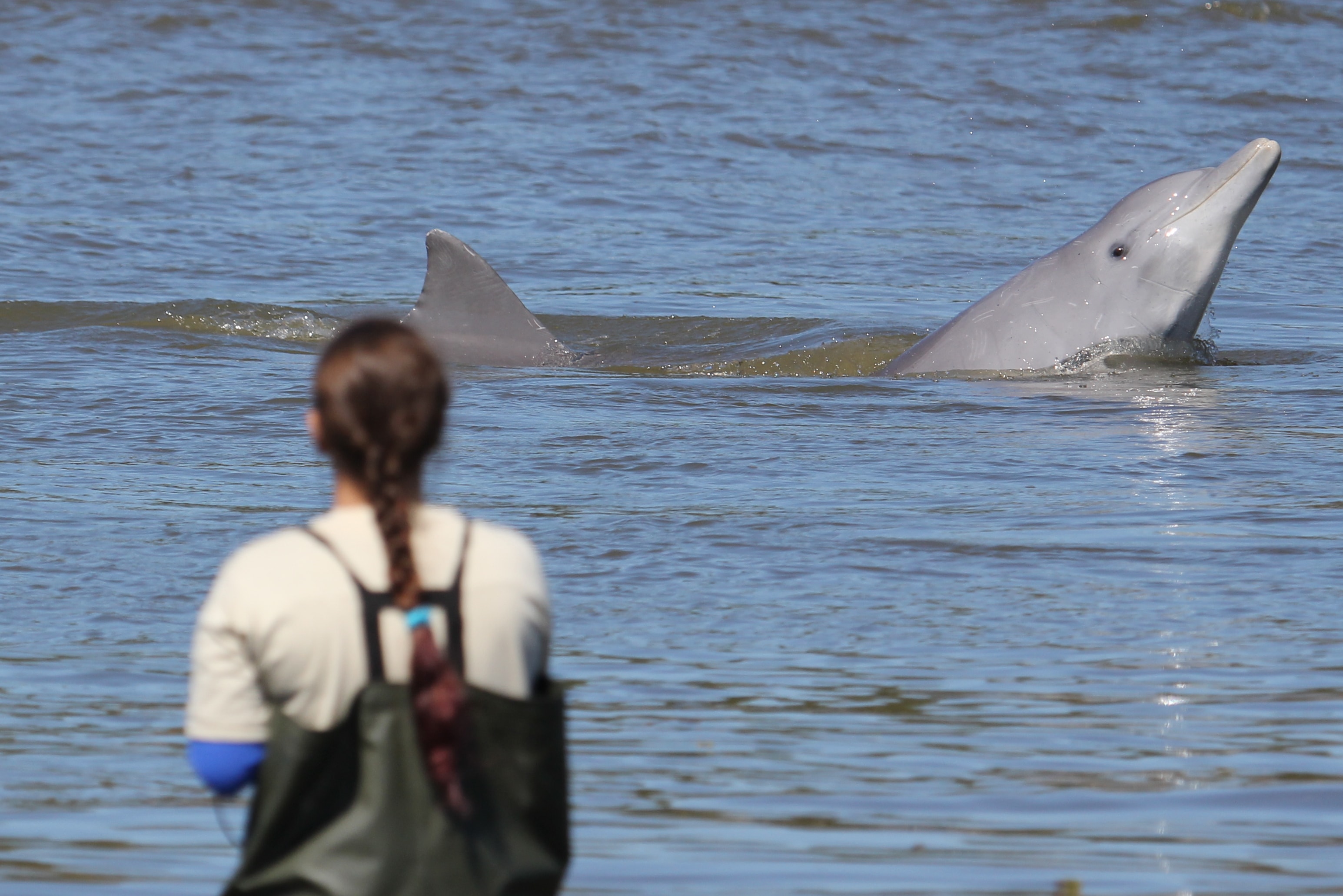 The fate of a century-old partnership between humans and dolphins