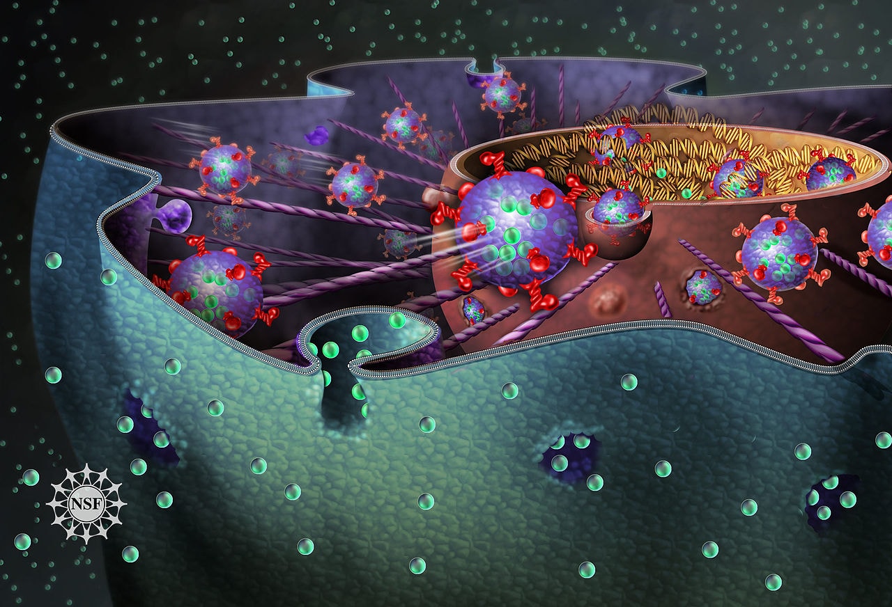 HIV pushes the nuclear envelope to start an infection