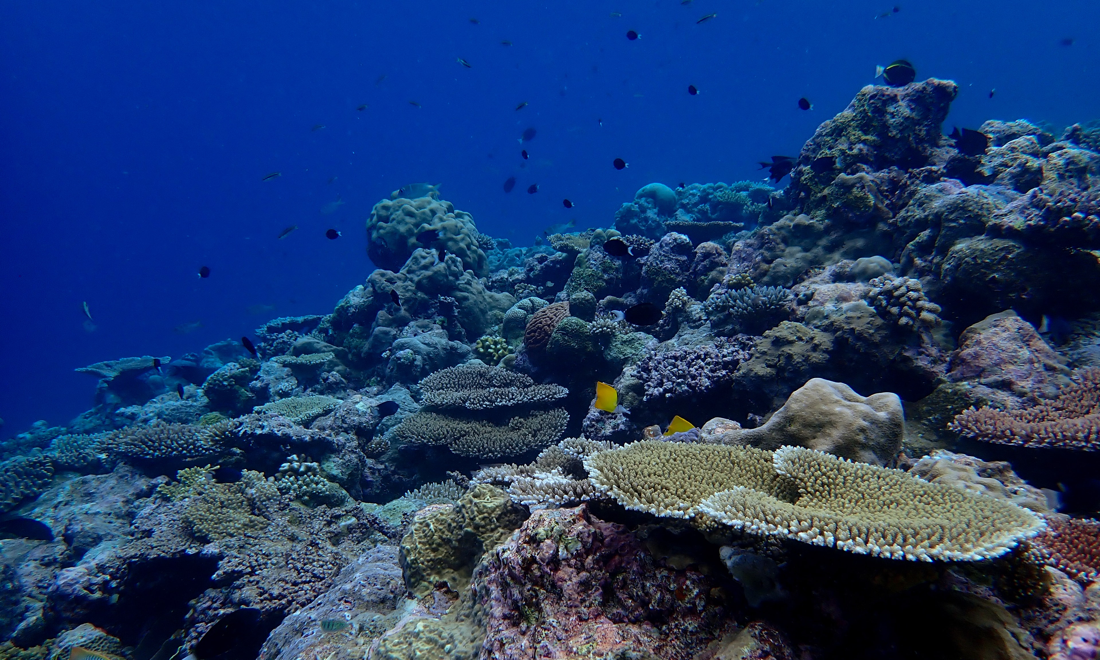 Likely increase in coral thermal tolerance at a Pacific archipelago