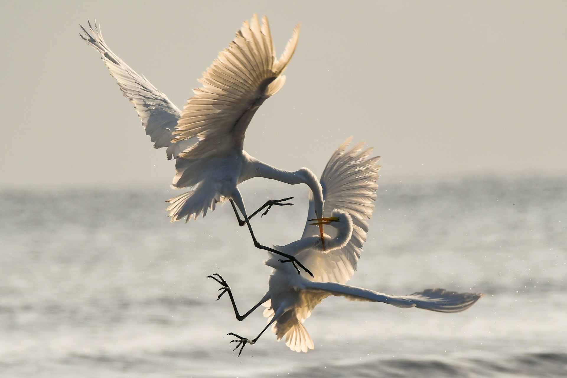 Feisty fish and birds with attitude: Why does evolution not lead to identical individuals?