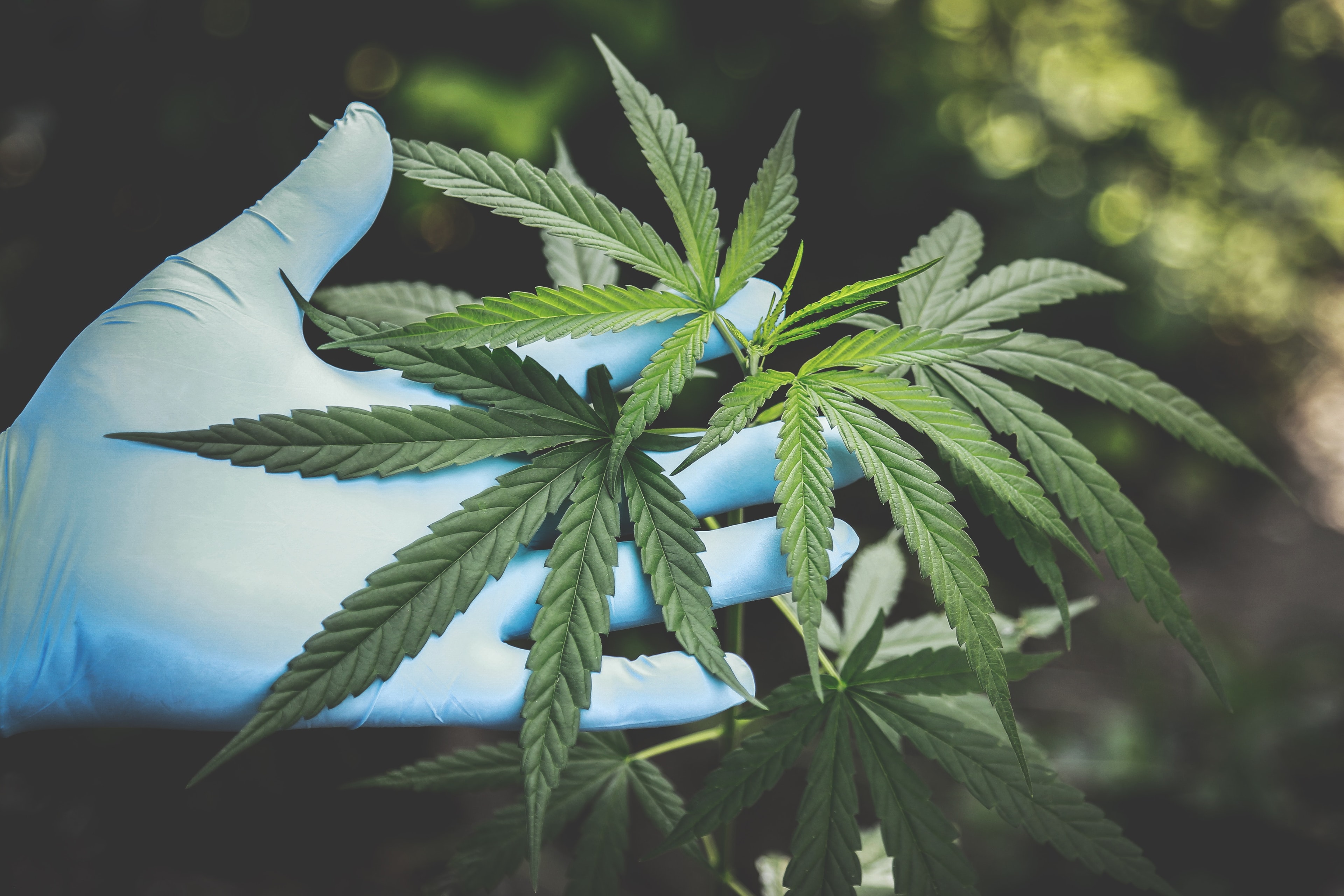 Can CBD help to combat COVID variants?