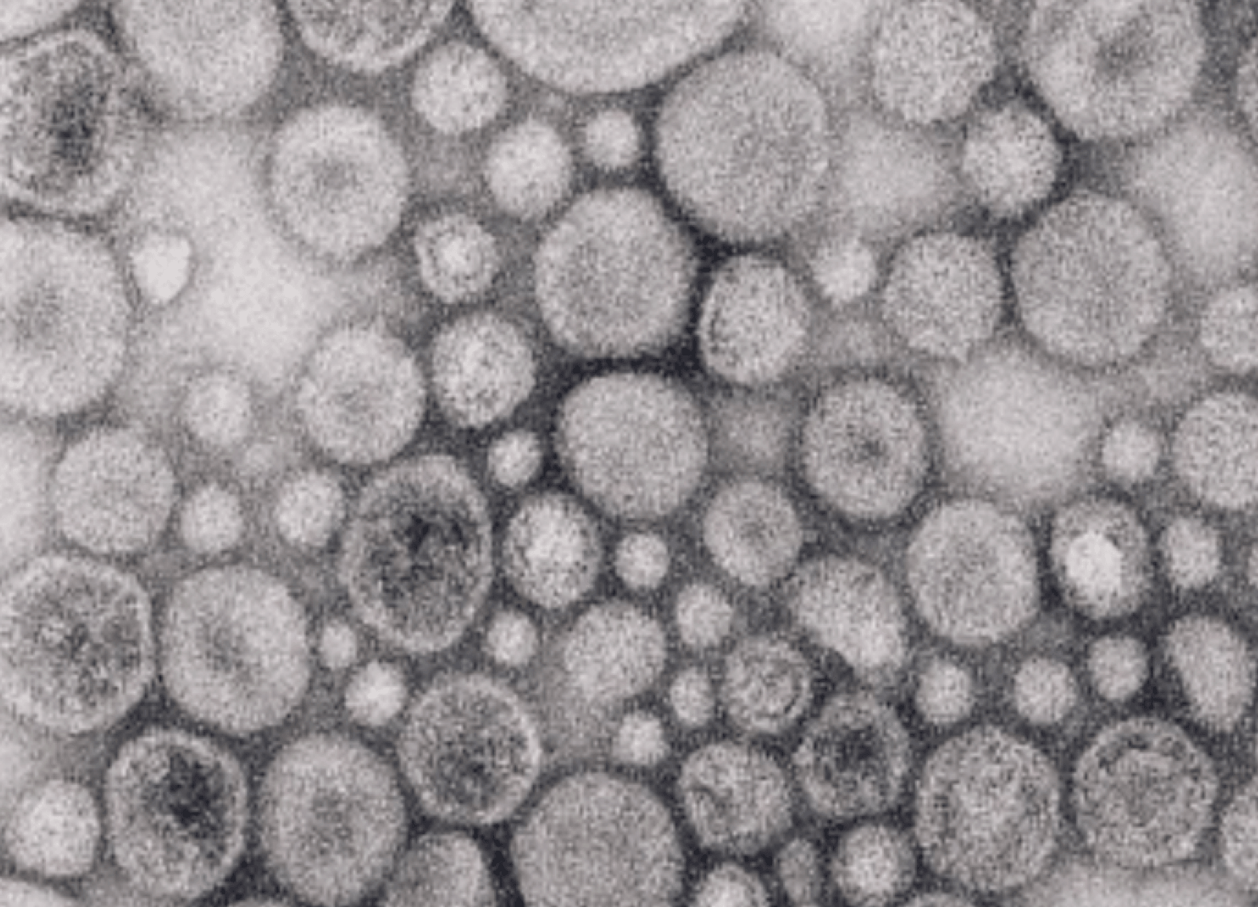 Gut microbiota drive anti-viral immunity