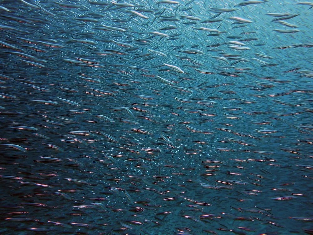 A connected ocean: drifting fish larvae bind nations' marine territories