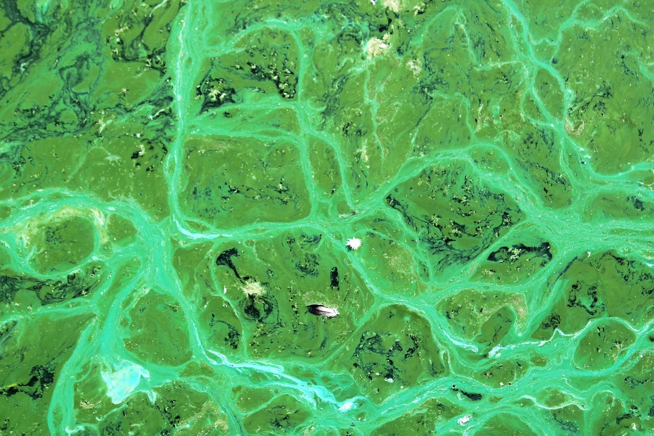 A newly discovered (microscopic) global source of methane