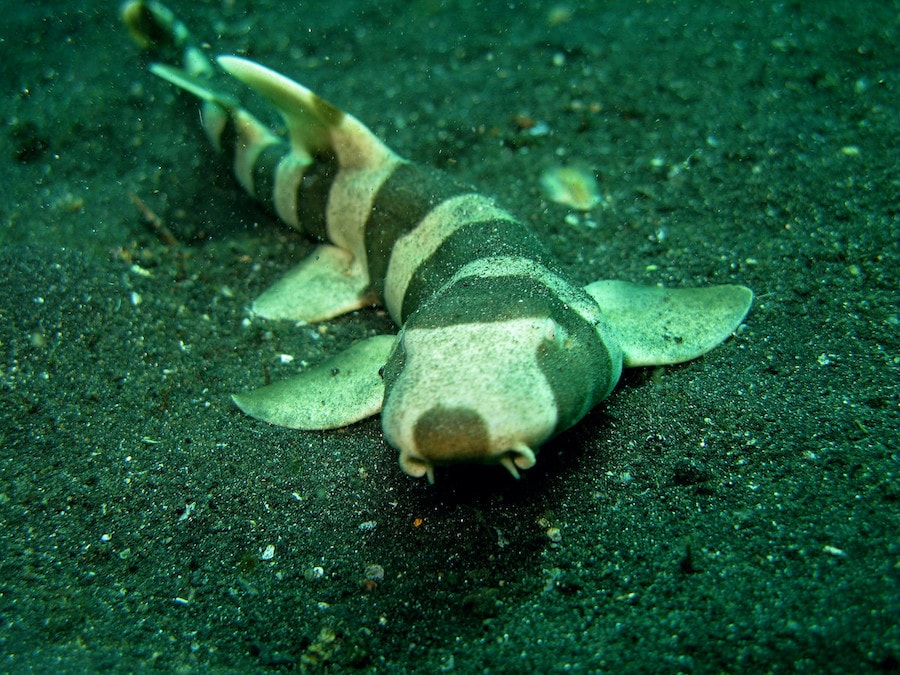 A tiny shark from the ancient past of the United States