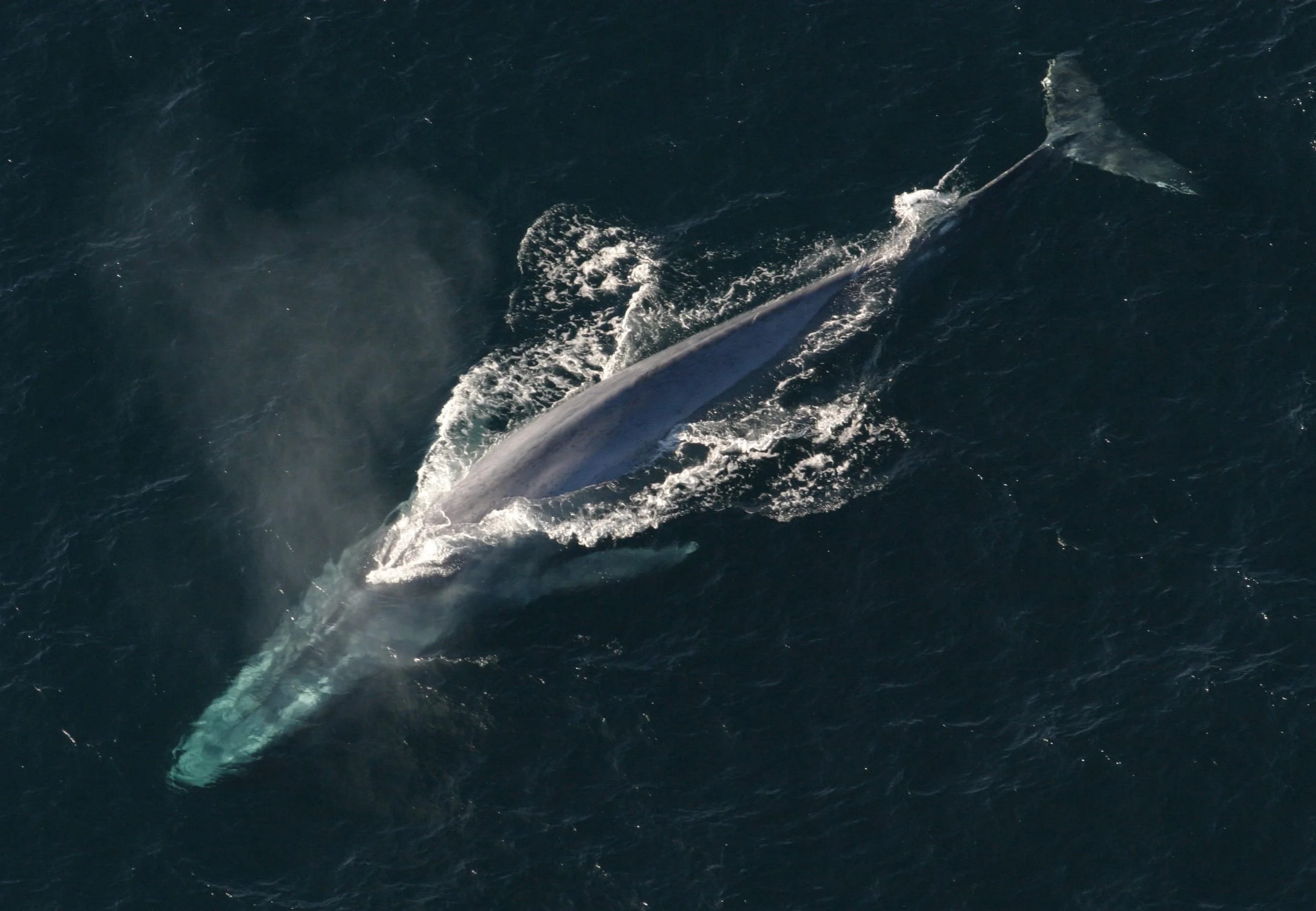 An incredibly massive ancient whale skeleton reveals a new way to become a giant