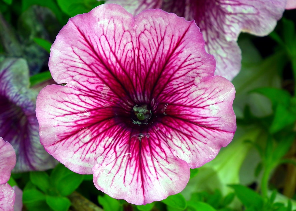 Attractive in the dark — how petunias may help to feed humanity