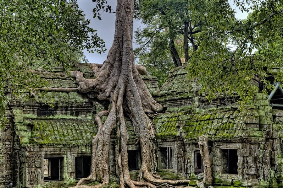 Building a community: Plants can choose their root’s neighbours