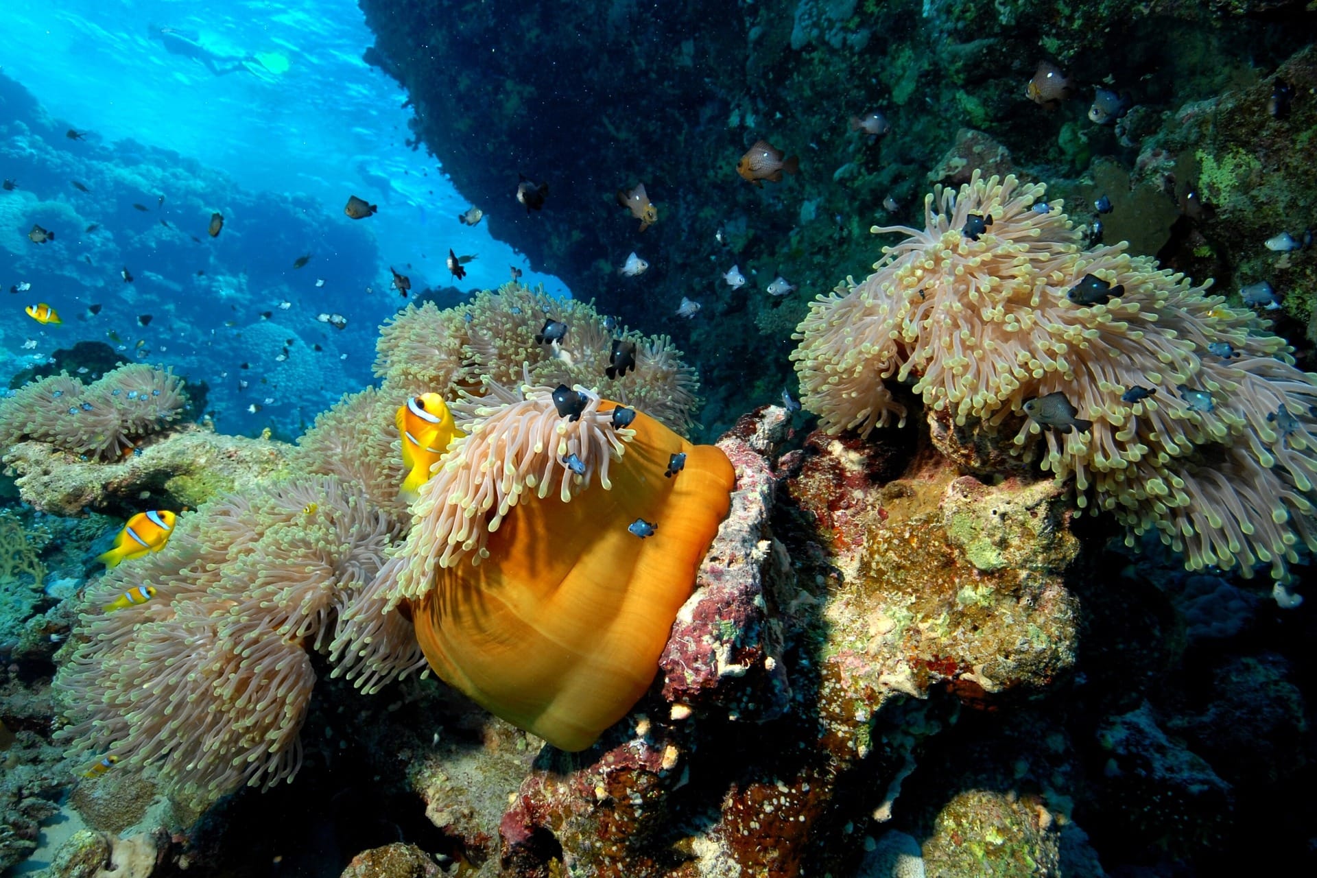 Carbonating the bottom of the ocean...and dissolving the seafloor with it
