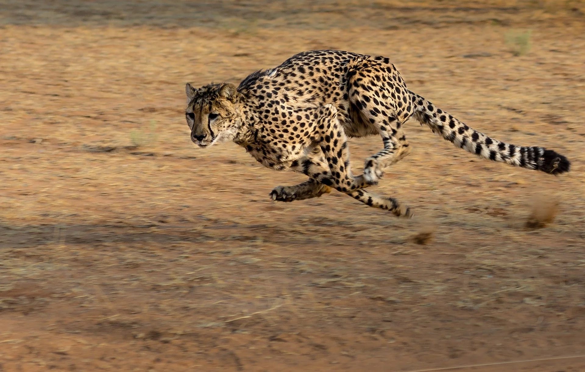Cheetah-inspired soft robots: how to make robots run fast?