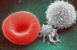 De-liver-ing blood and immune cells to the developing human