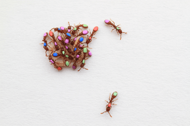 Emergent division of labor among clonal ants