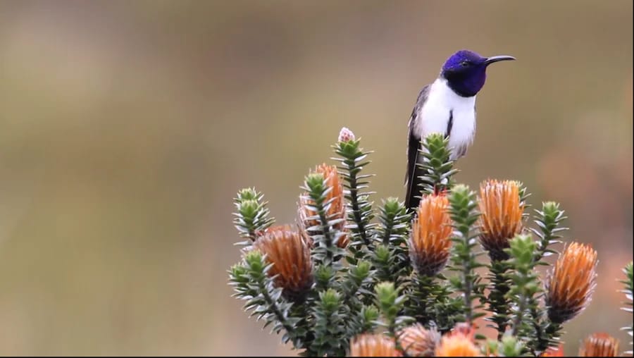 Exceptional hearing ability in a hummingbird