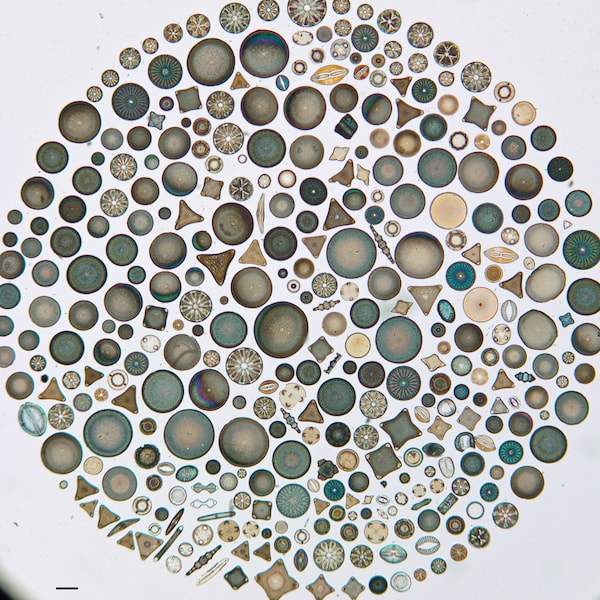 Finding the novelty in nature