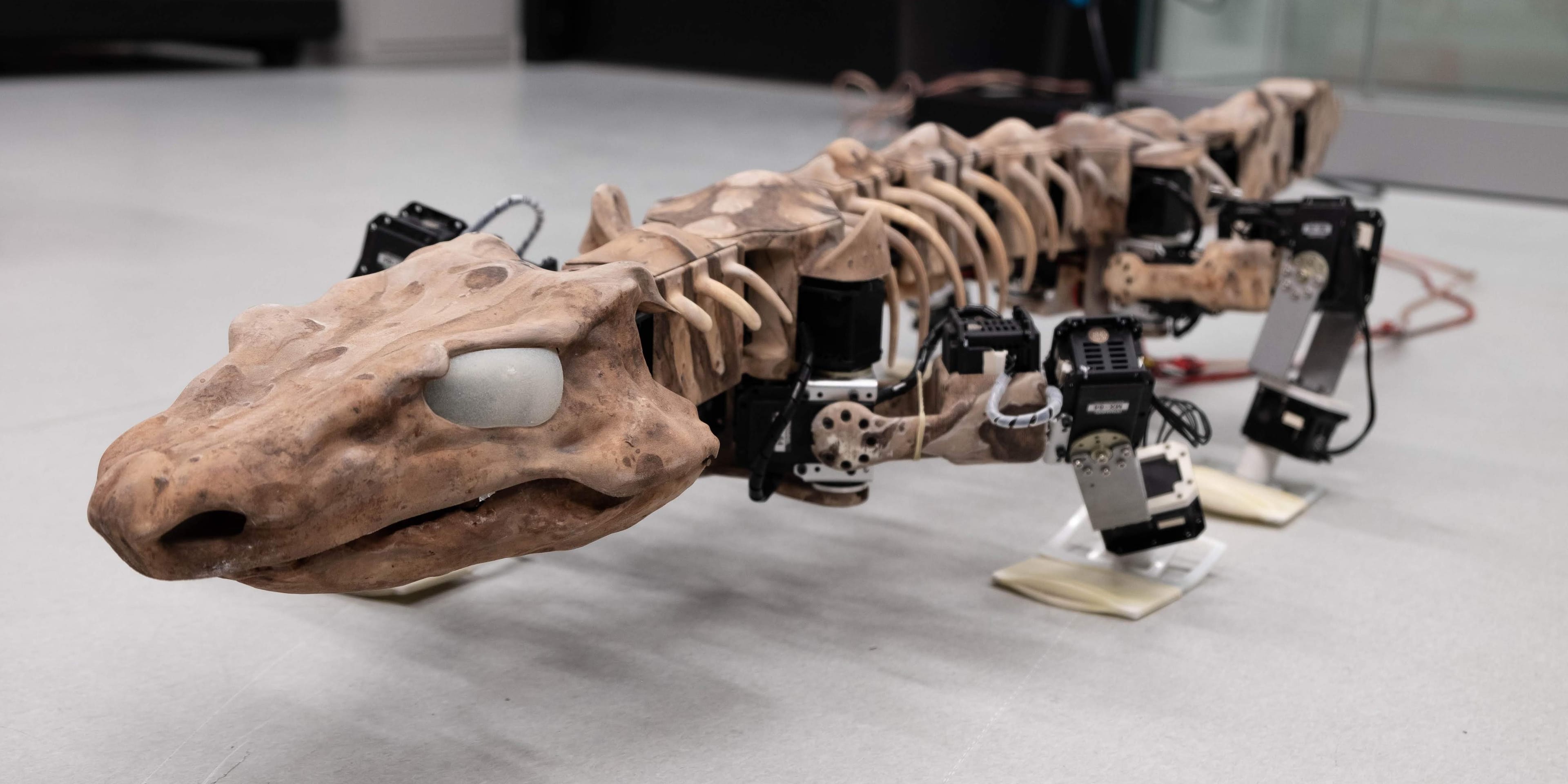 From a fossil to a robot…and all the steps in between