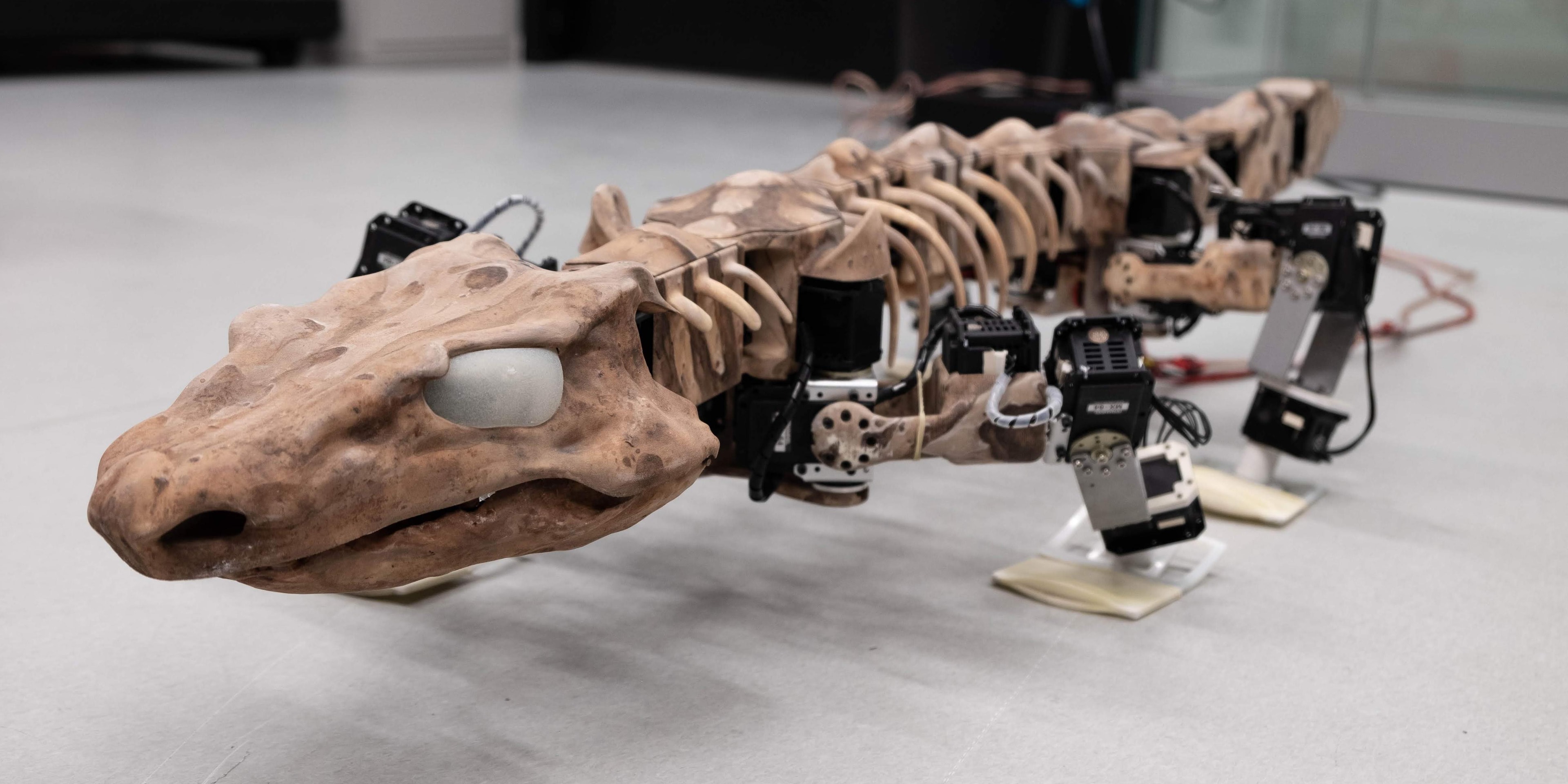 From a fossil to a robot…and all the steps in between