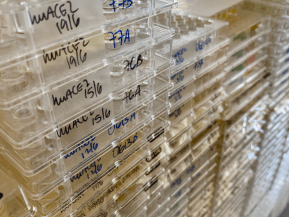 From days to hours: detecting SARS-CoV-2 neutralizing antibodies