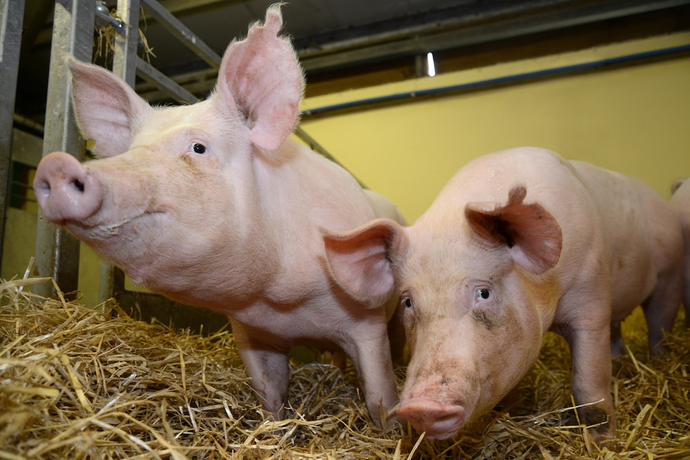 Gene edited “superpigs” resist devastating disease