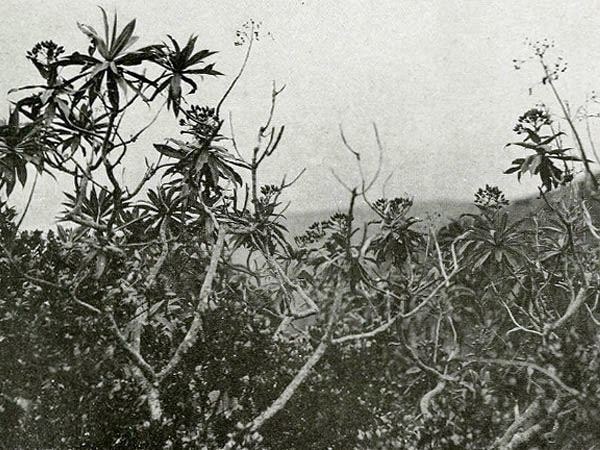Gone but not forgotten – plant extinction in modern times