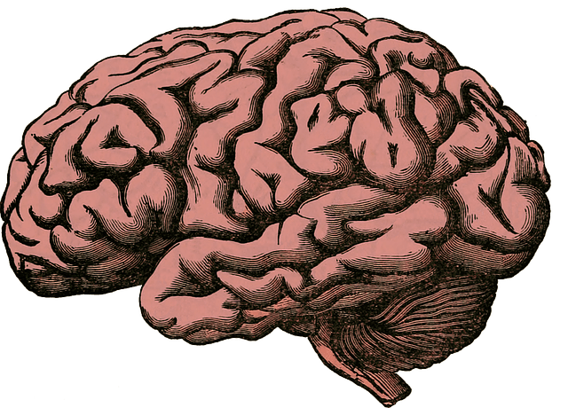 Help or harm? How immune cells of the brain balance the immune response