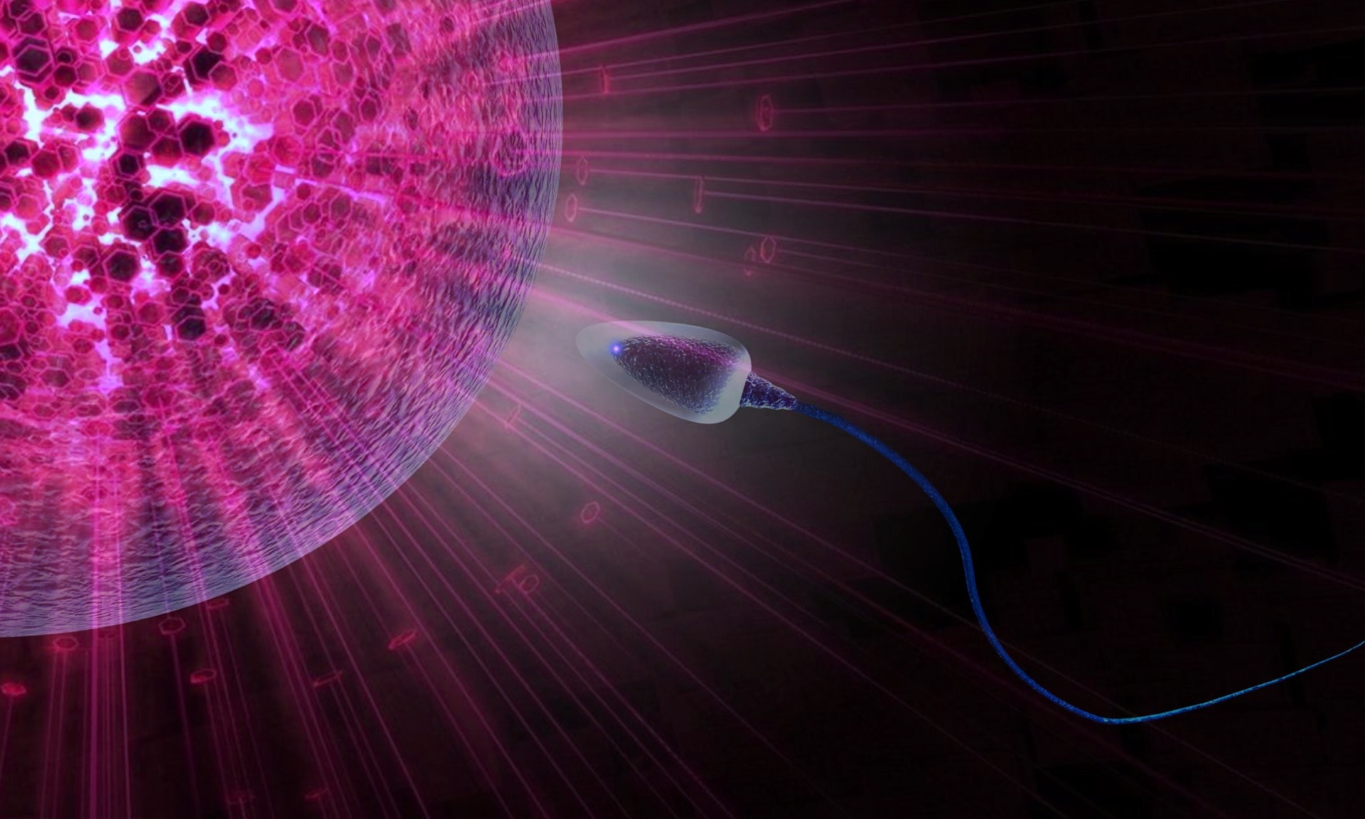 How a protein modification navigates sperm to the egg