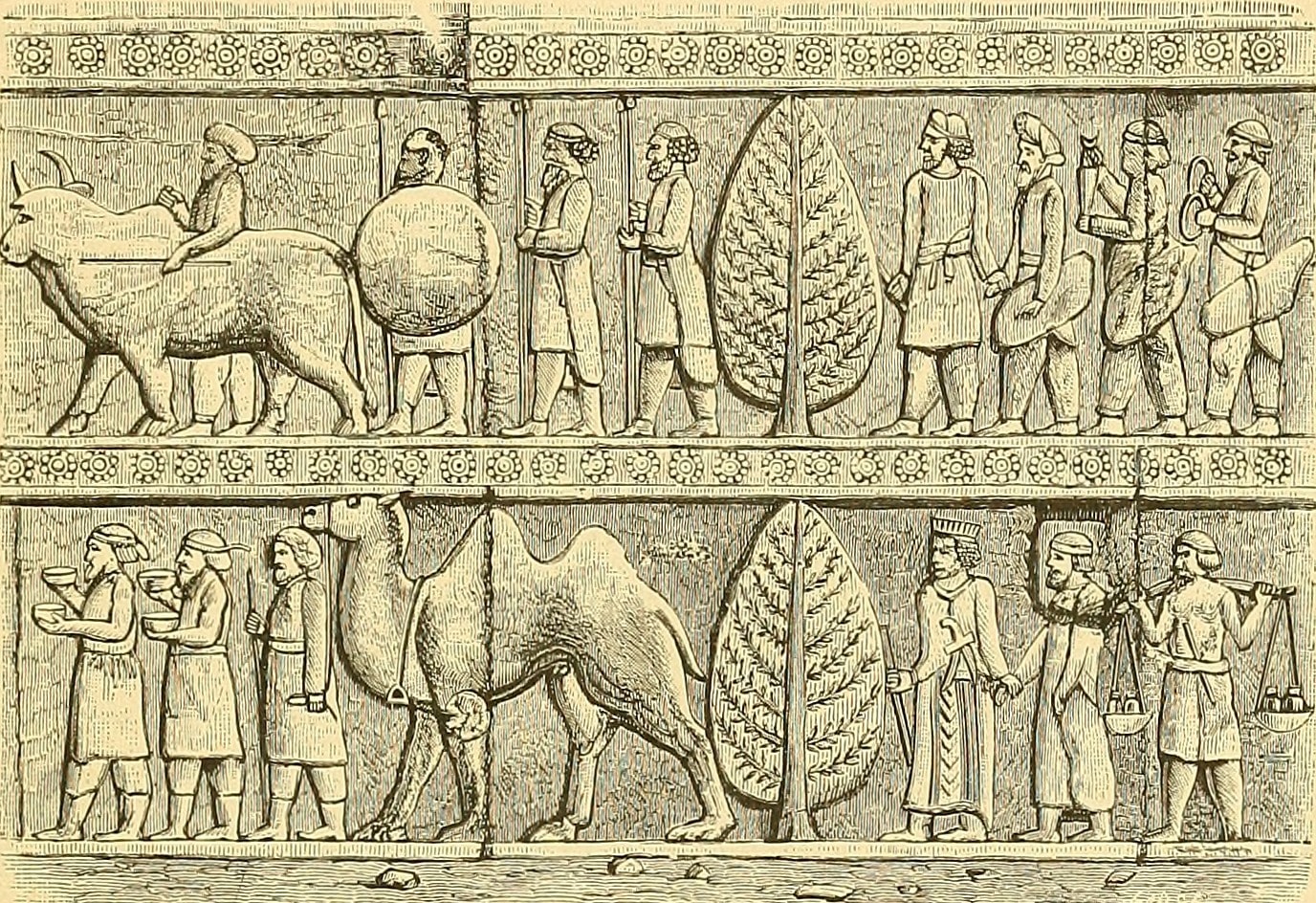 How humans gave acne to the grapevine