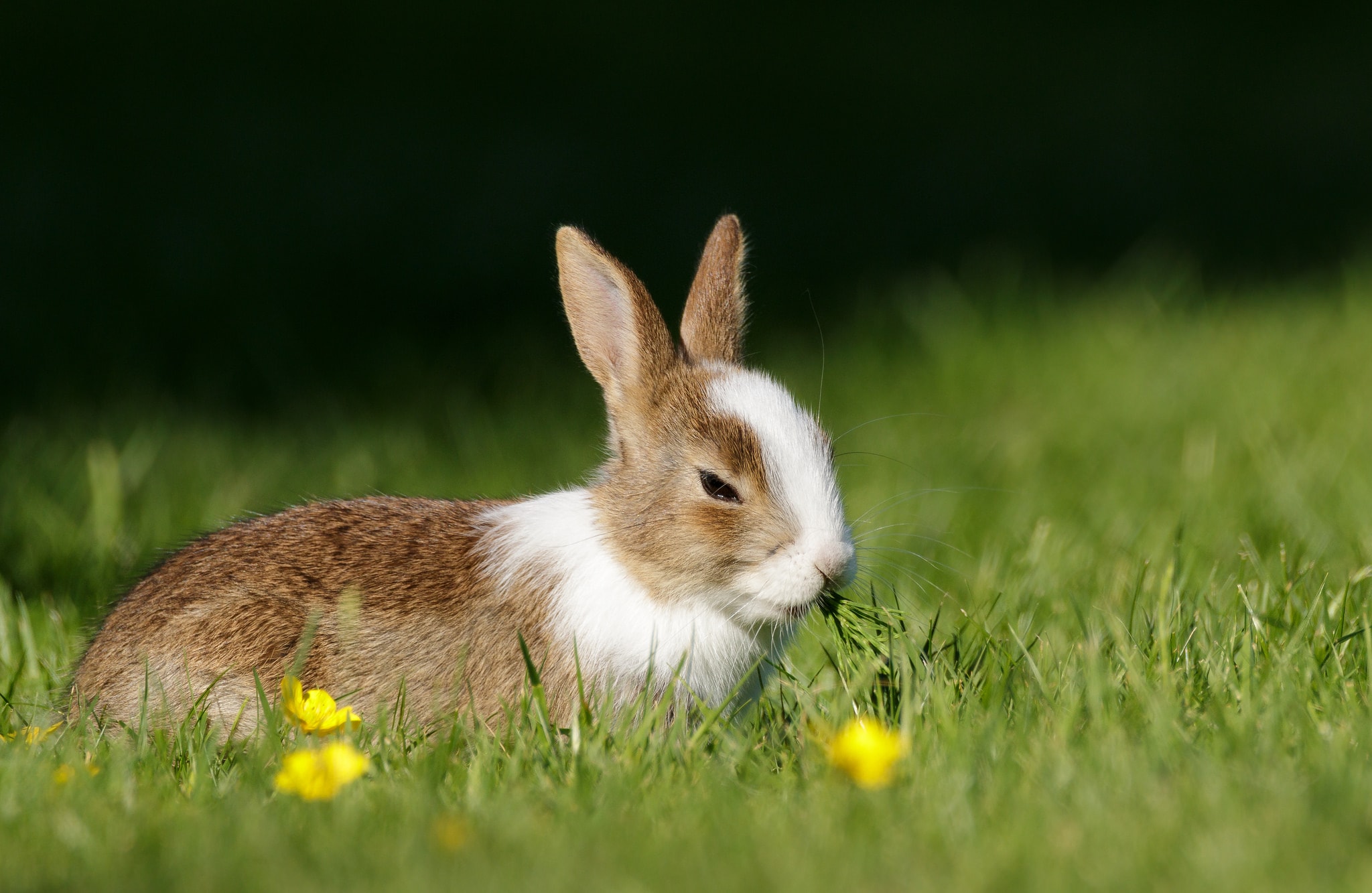 How the domestic rabbit became fearless