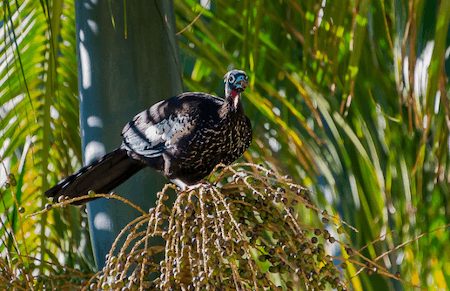 Humans are affecting the evolution of animals and plants
