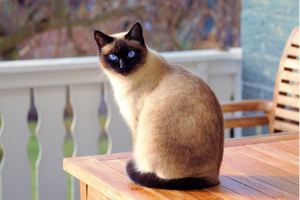 I know you are calling me! – Fickle cats know their own names