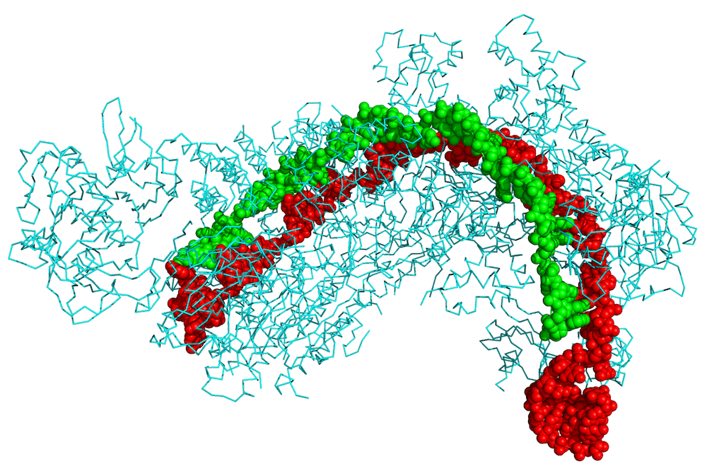 Keeping CRISPR under control: how bacteria fight viruses without harming themselves