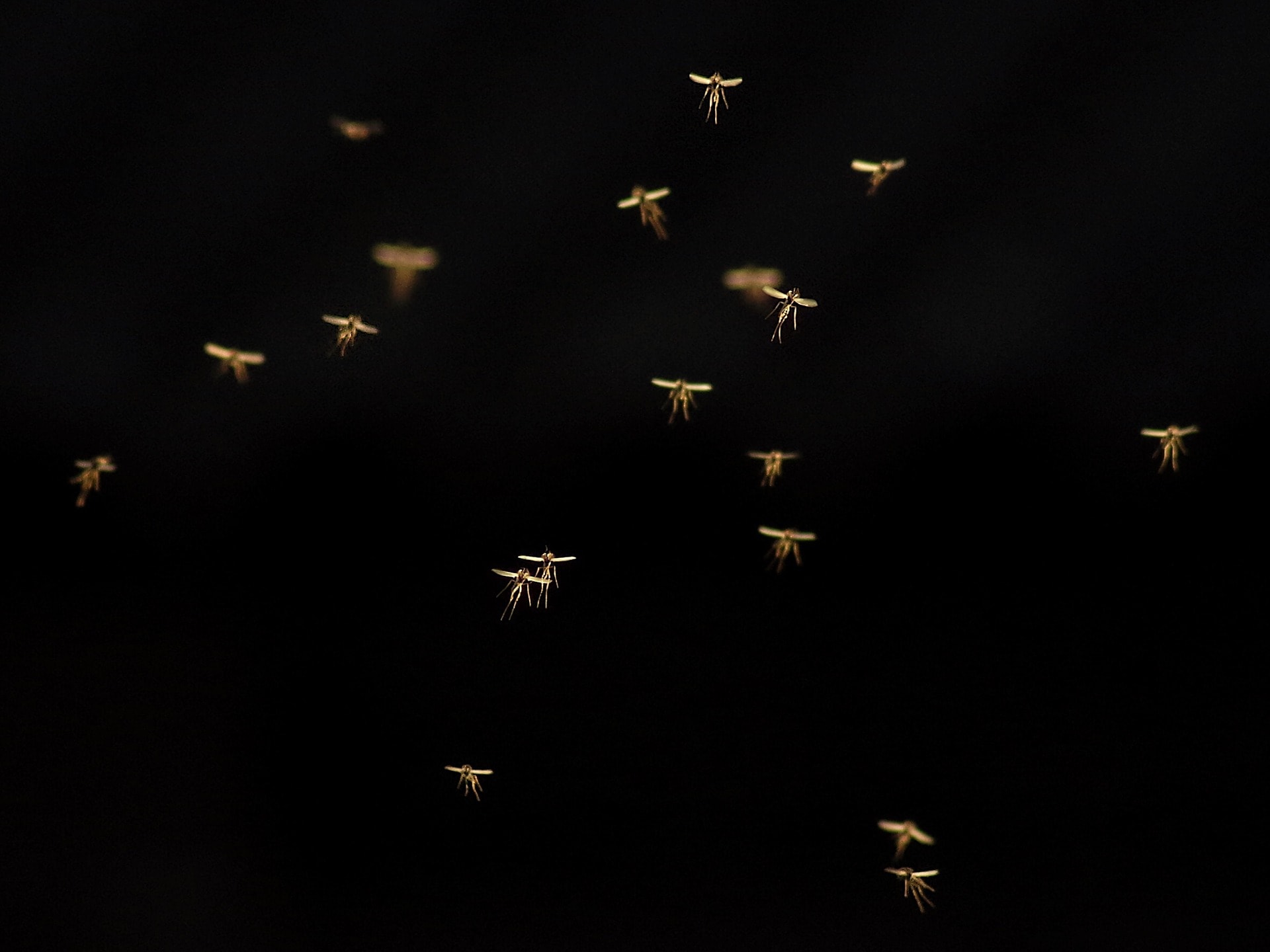 Mosquito travel diaries: destinations, routes, stowaways, and … cost