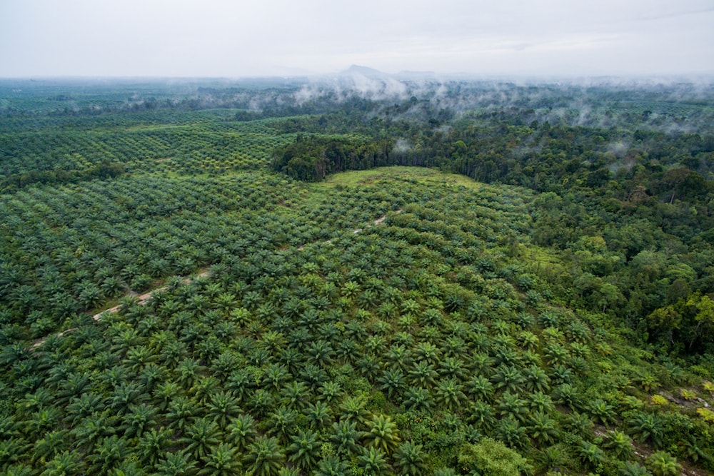Oil palms and primates can hardly co-exist in Africa