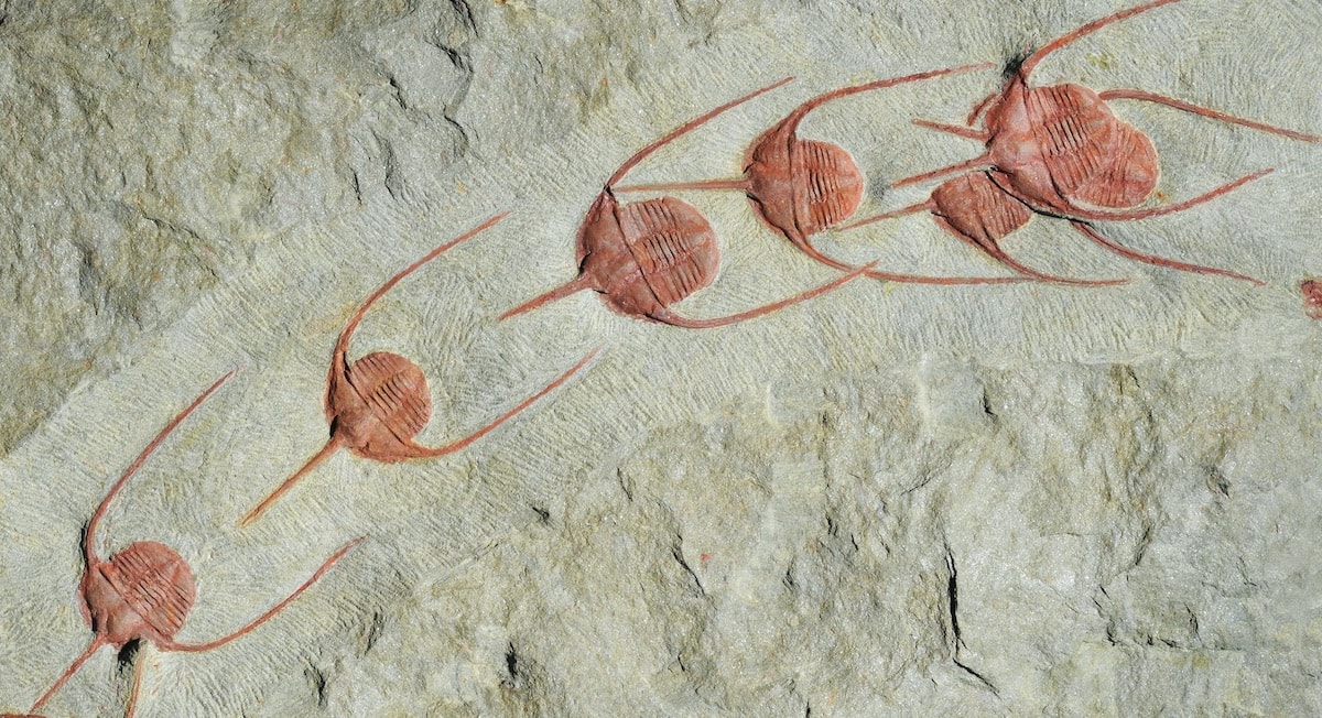 Processions in Palaeozoic seas