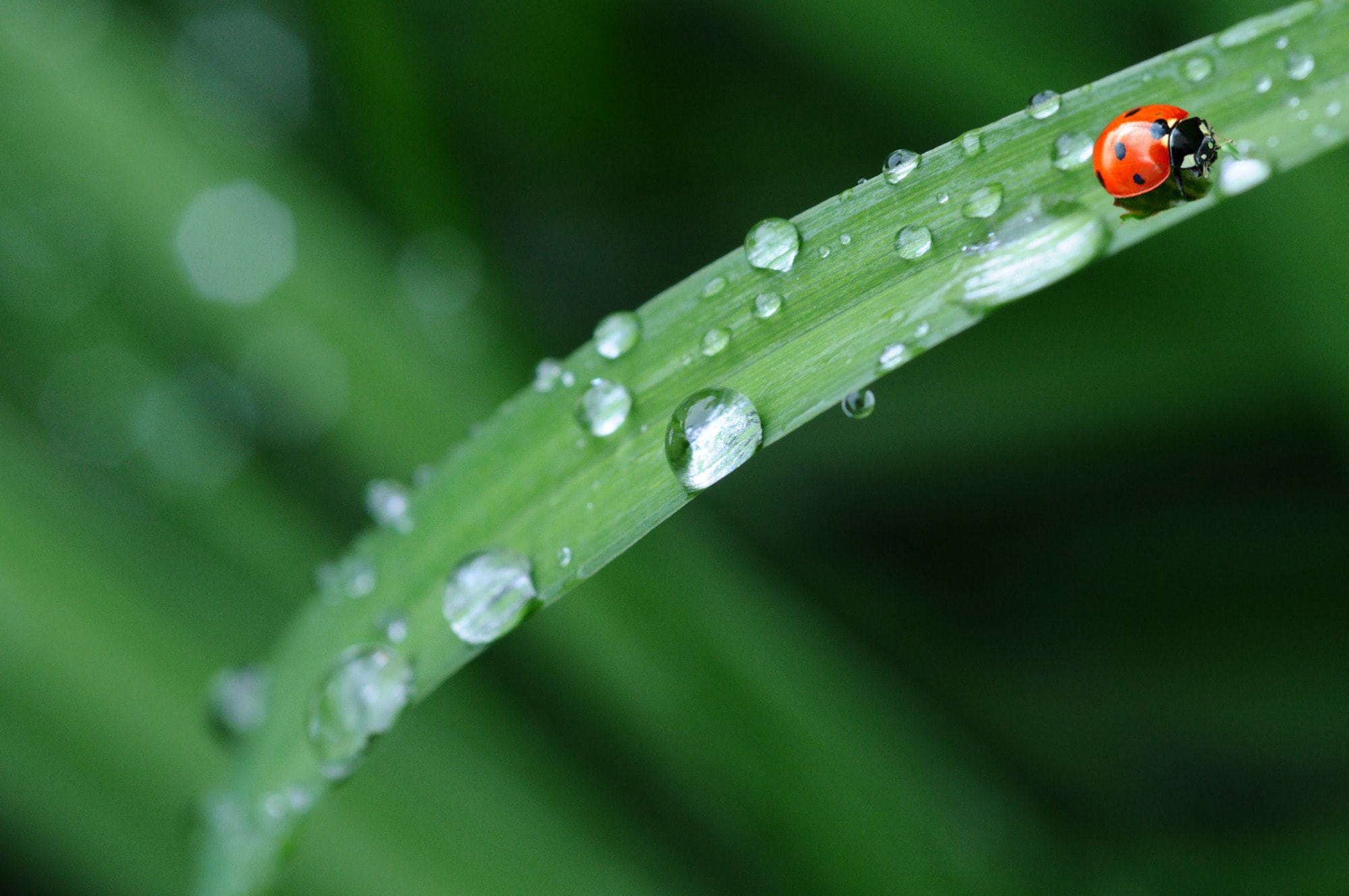 Raincoats in nature: waterproof armors for insects and plants