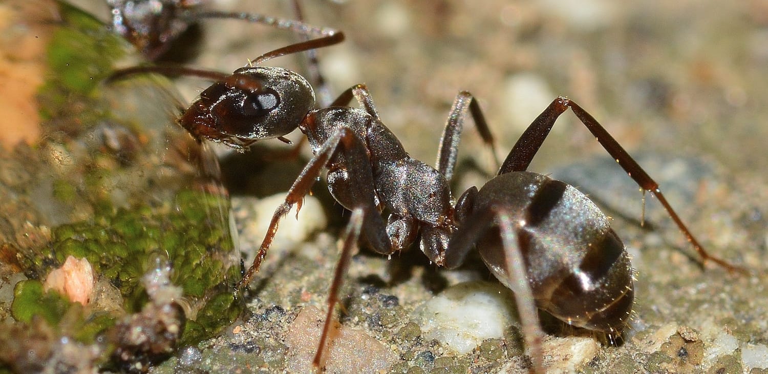 Saving the injured: The value of rescued veterans in a predatory ant species